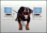 В Бангкоке компьютеризируют бродячих собак