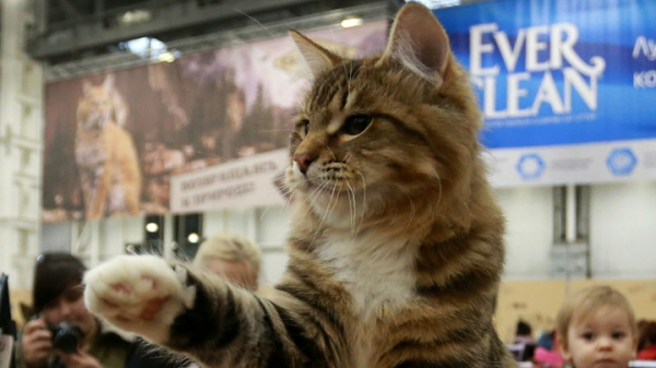Легендарные питерские коты: как сложилась судьба самых знаменитых пушистых символов северной столицы