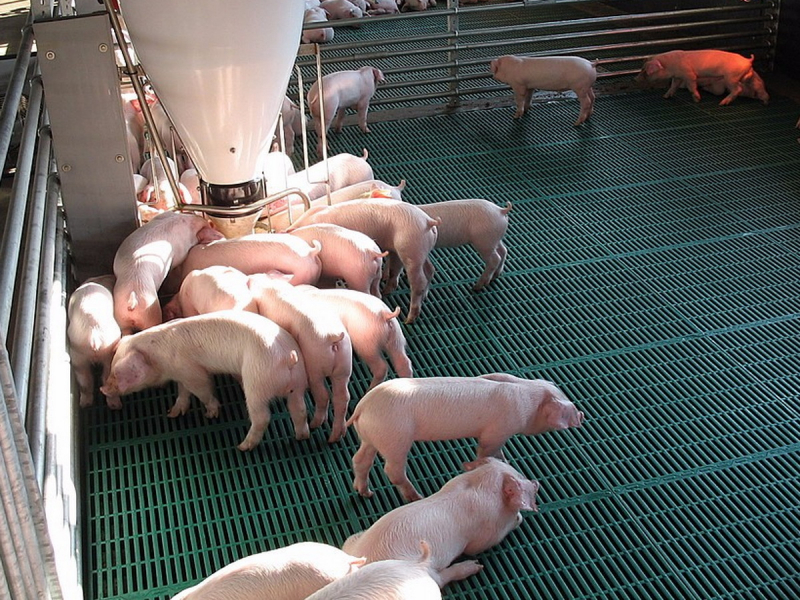 “Они находятся на старте”: Россия напугала Германию решением по импорту свинины