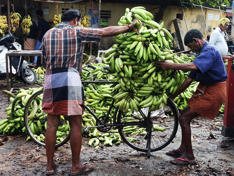 Поплатились бананами: Россия накажет Эквадор из-за сделки с США
