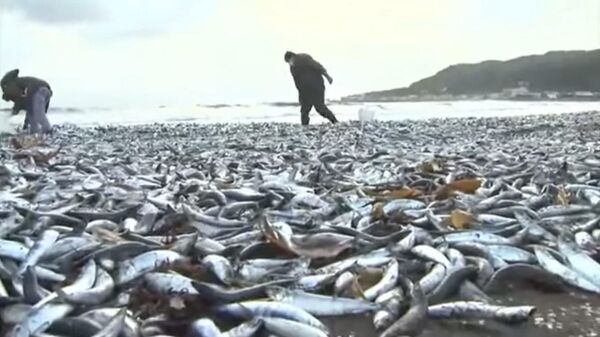 Минприроды Чувашии выяснит причины массовой гибели рыбы в озере