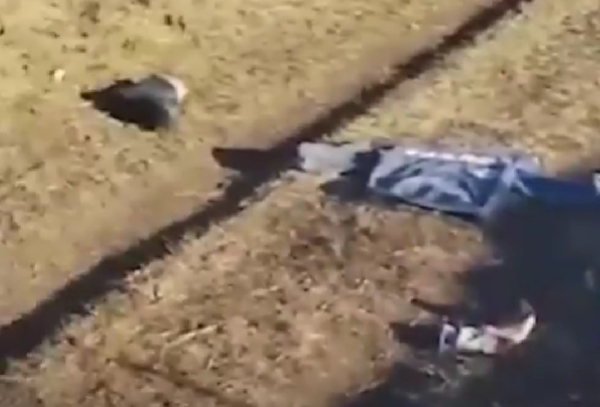 Мать растерзанного мальчика позвала зоозащитников на похороны: "Пусть нашей семье объяснят про собак и про бирки"