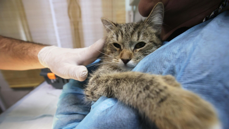 Кошку из Комсомольска-на-Амуре, которой подожгли петарду во рту, прооперировали