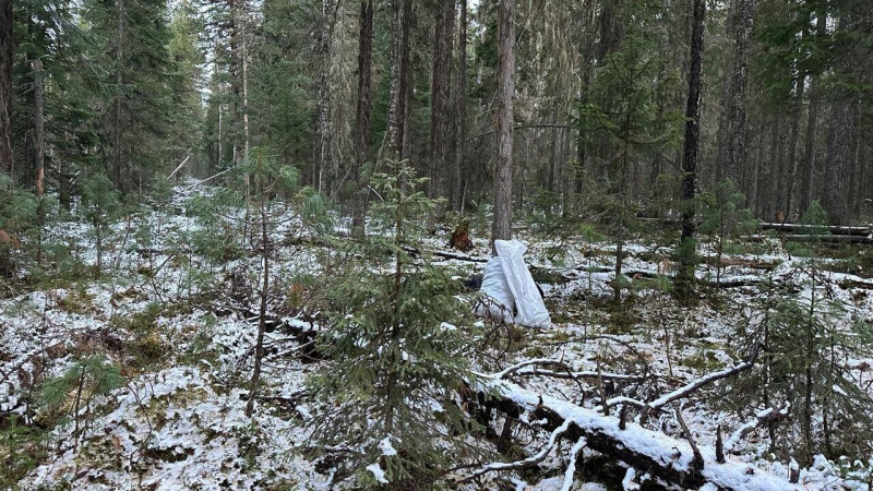 Место проишествия в лесу в Ханты-Мансийском автономном округе, где сборщик шишек застрелил из охотничьего ружья другого сборщика шишек, перепутав его с медведем