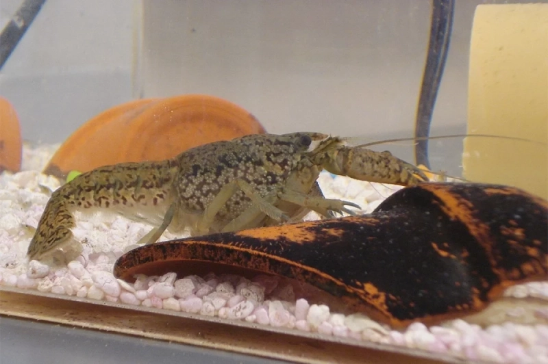 Океанолог Таврический оценил опасность появившихся в Крыму мраморных раков