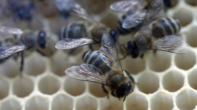 Пчелы на сотах
